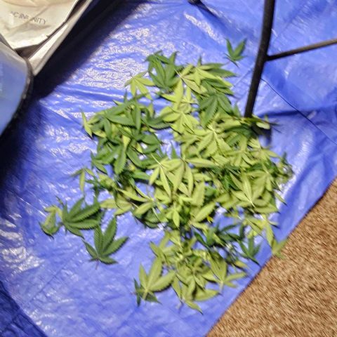 Tropicana Cherry growlog timeline photo