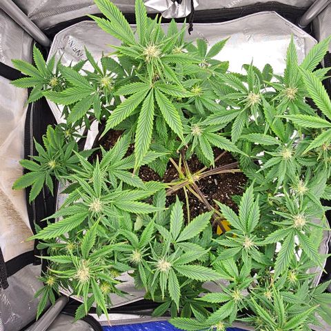 Tropicana Cherry growlog timeline photo