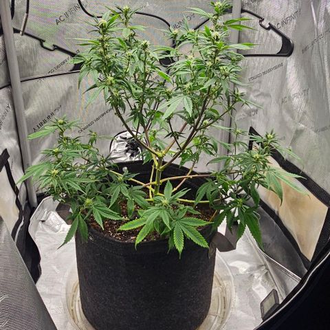 Tropicana Cherry growlog timeline photo