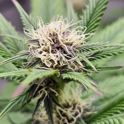 Tropicana Cherry growlog timeline photo