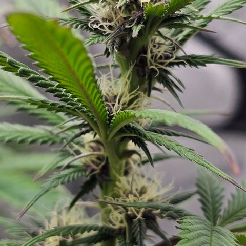 Tropicana Cherry growlog timeline photo