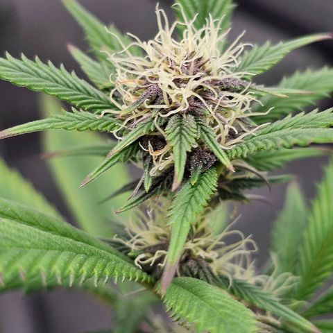 Tropicana Cherry growlog timeline photo