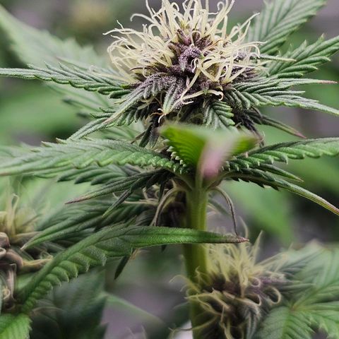 Tropicana Cherry growlog timeline photo