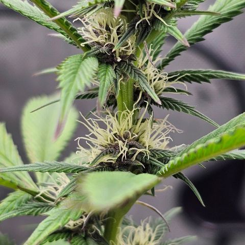 Tropicana Cherry growlog timeline photo