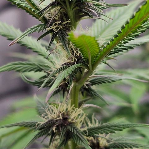 Tropicana Cherry growlog timeline photo