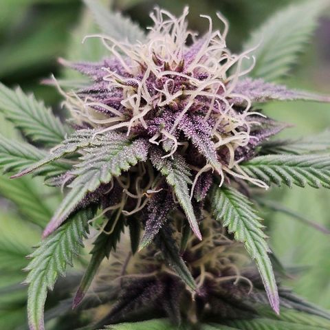 Tropicana Cherry growlog timeline photo
