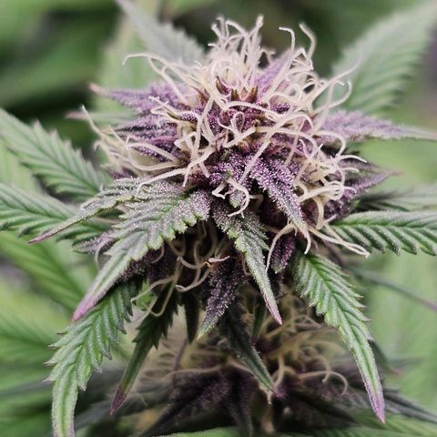 Tropicana Cherry growlog timeline photo