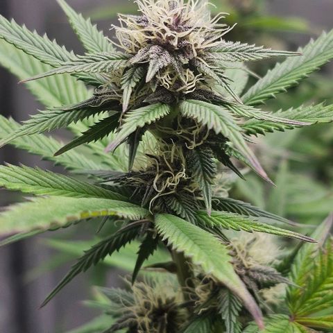 Tropicana Cherry growlog timeline photo