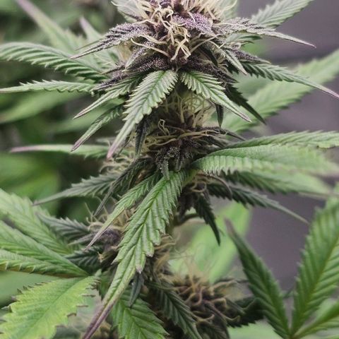 Tropicana Cherry growlog timeline photo