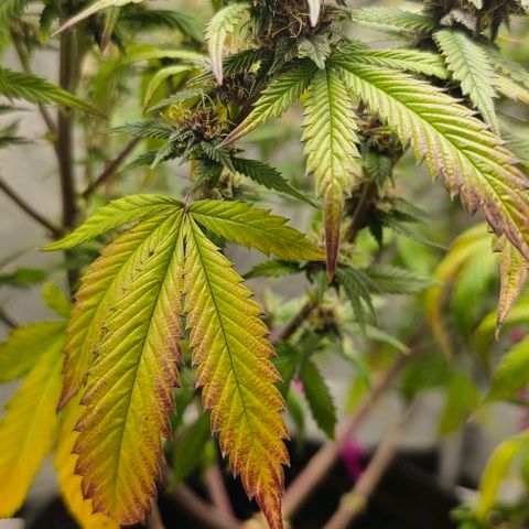 Tropicana Cherry growlog timeline photo