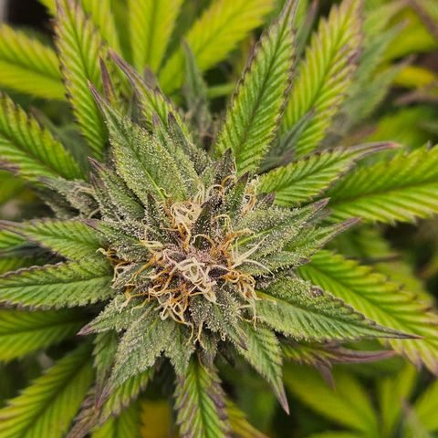 Tropicana Cherry growlog timeline photo
