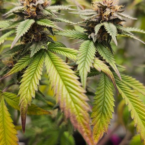 Tropicana Cherry growlog timeline photo