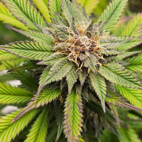 Tropicana Cherry growlog timeline photo