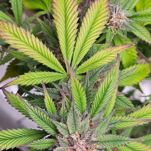 Tropicana Cherry growlog timeline photo