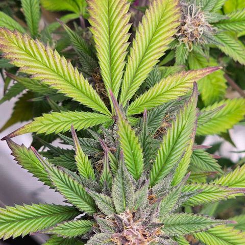 Tropicana Cherry growlog timeline photo