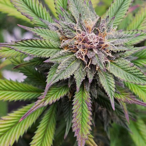 Tropicana Cherry growlog timeline photo