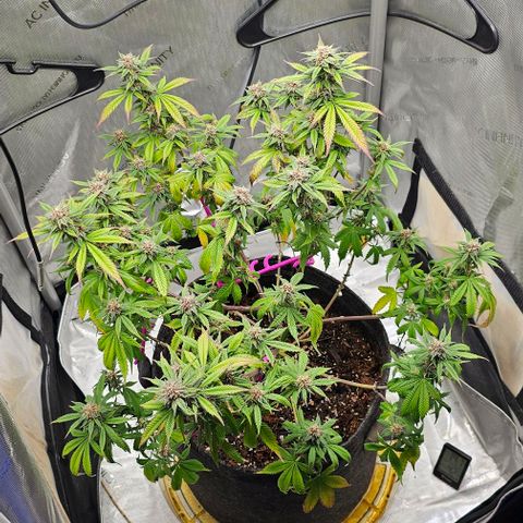 Tropicana Cherry growlog timeline photo