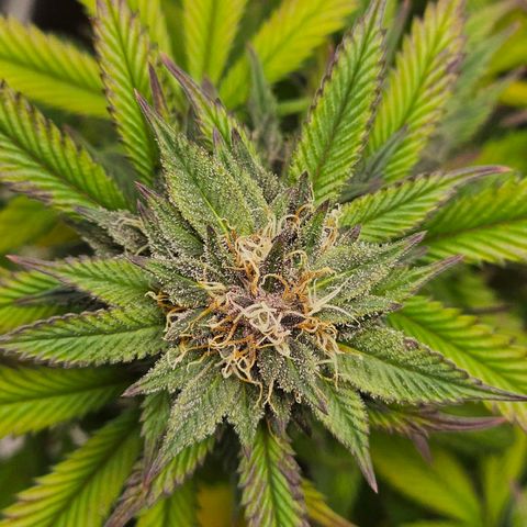 Tropicana Cherry growlog timeline photo