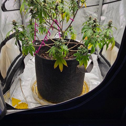 Tropicana Cherry growlog timeline photo