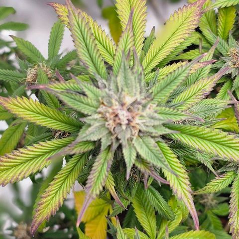 Tropicana Cherry growlog timeline photo