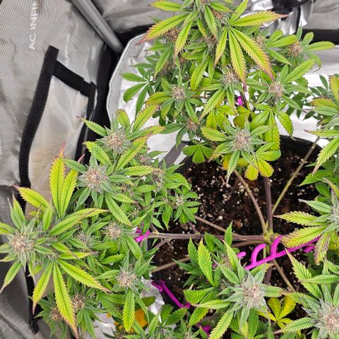 Tropicana Cherry growlog timeline photo