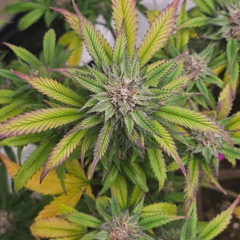 Tropicana Cherry growlog timeline photo
