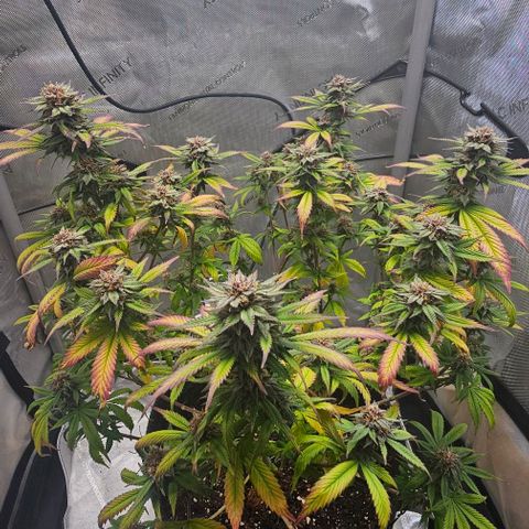 Tropicana Cherry growlog timeline photo
