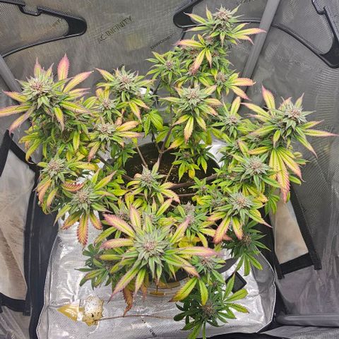 Tropicana Cherry growlog timeline photo