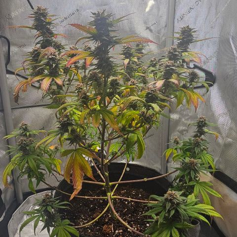 Tropicana Cherry growlog timeline photo