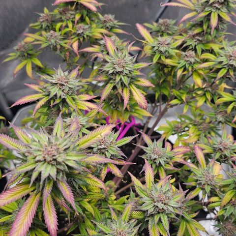 Tropicana Cherry growlog timeline photo