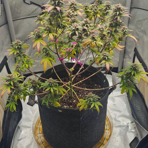 Tropicana Cherry growlog timeline photo