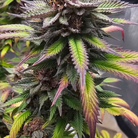 Tropicana Cherry growlog timeline photo