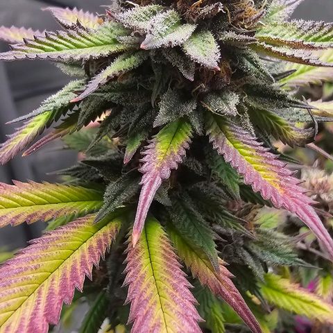 Tropicana Cherry growlog timeline photo