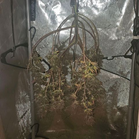 Tropicana Cherry growlog timeline photo