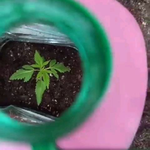 GMO #2 growlog photo: Recién transplantada
