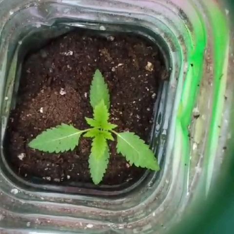 GMO #1 growlog photo: Hoy queda sin protección de cúpula 