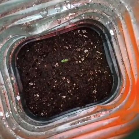 Power  #2 growlog photo: Brotando fuerte, hoy queda sin cúpula plástica protectora 