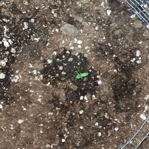 Power  #1 growlog timeline photo