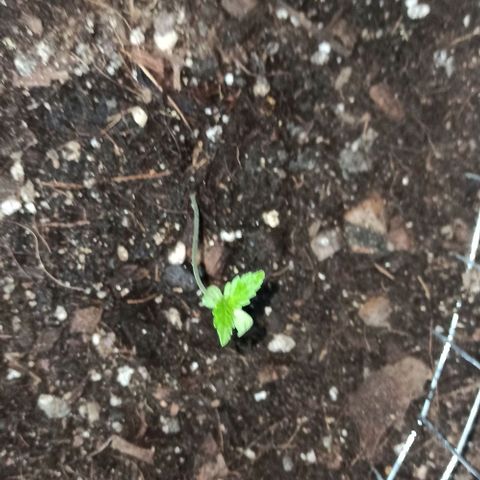 24 K growlog timeline photo
