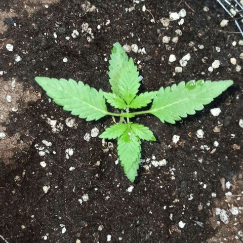 GMO #1 growlog timeline photo