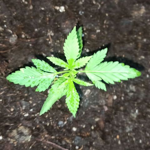 GMO #2 growlog timeline photo