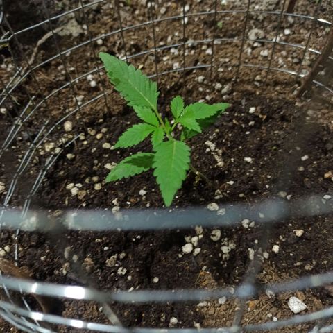 GMO #1 growlog timeline photo