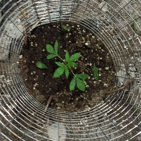 GMO #1 growlog photo: Luego de la poda Topping y deshoje 