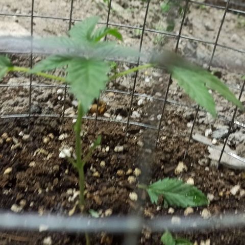 GMO #1 growlog photo: Luego de la poda Topping y deshoje 