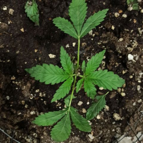 GMO #1 growlog photo: Luego de la poda Topping y deshoje 