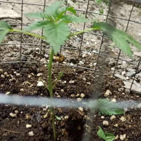 GMO #1 growlog photo: Luego de la poda Topping y deshoje 