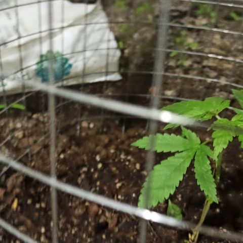 GMO #2 growlog photo: Luego de la poda y deshoje.