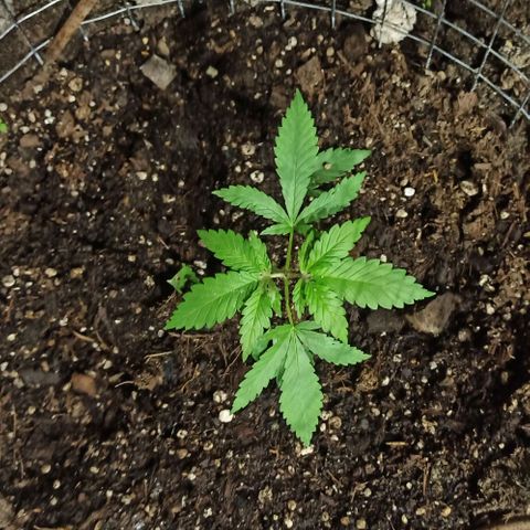 GMO #2 growlog photo: Luego de la poda y deshoje.