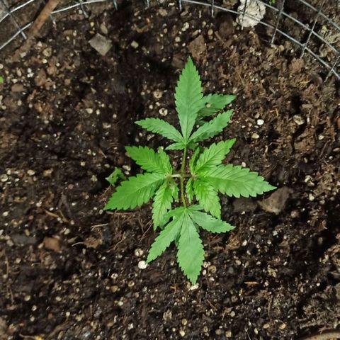 GMO #2 growlog photo: Luego de la poda y deshoje.