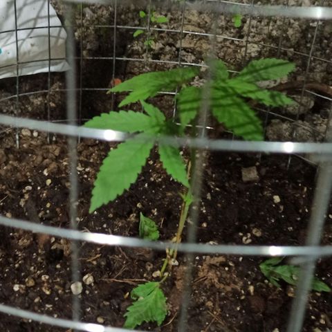 GMO #2 growlog photo: Luego de la poda y deshoje.